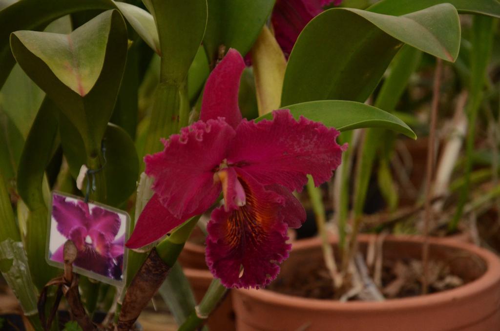Pousada Das Orquideas Foz Foz do Iguaçu Zewnętrze zdjęcie